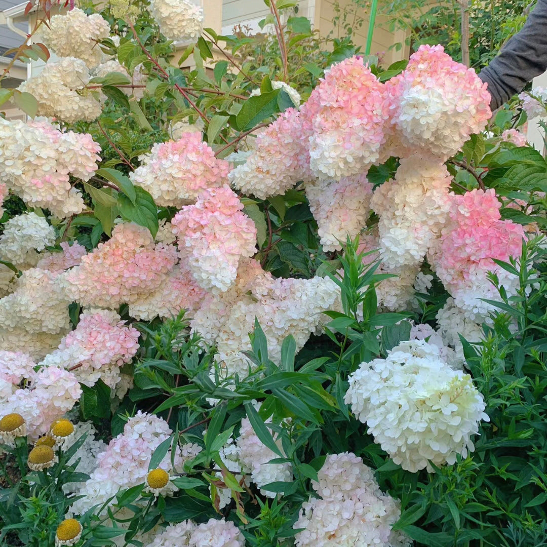 🌺Panicle Hydrangea Flowers Seeds—Mixed Color Plants—Home Garden Flower Seeds