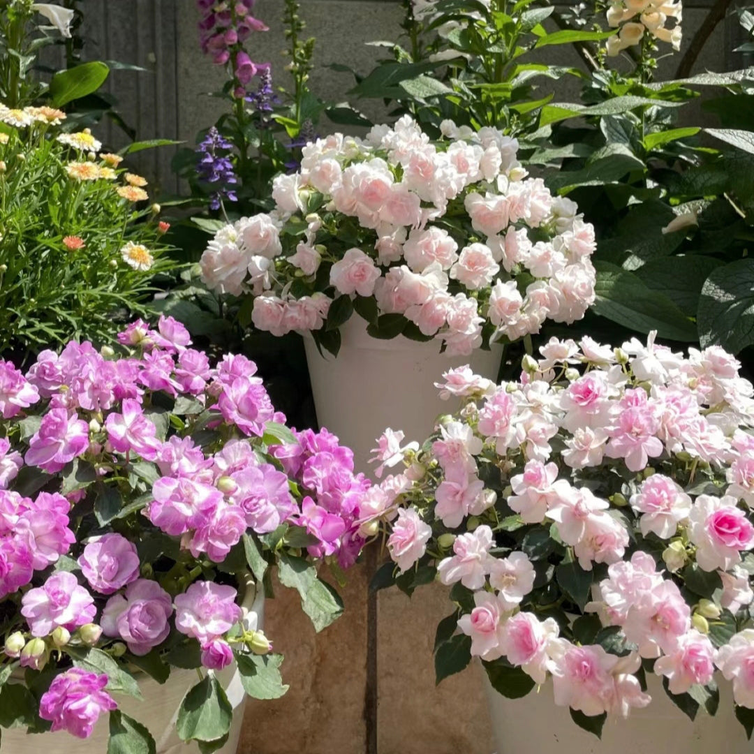 Double Impatiens Seeds - A Symphony of Petals in Nature's Garden