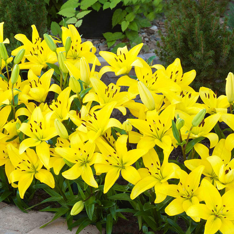 Carpet Border Lily