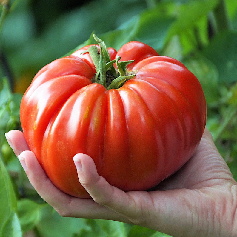 Beafsteak Tomato Seeds