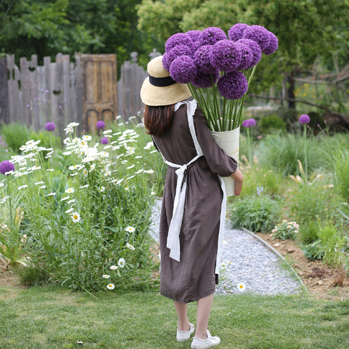 Giant Allium Giganteum Ornamental Onion Flower