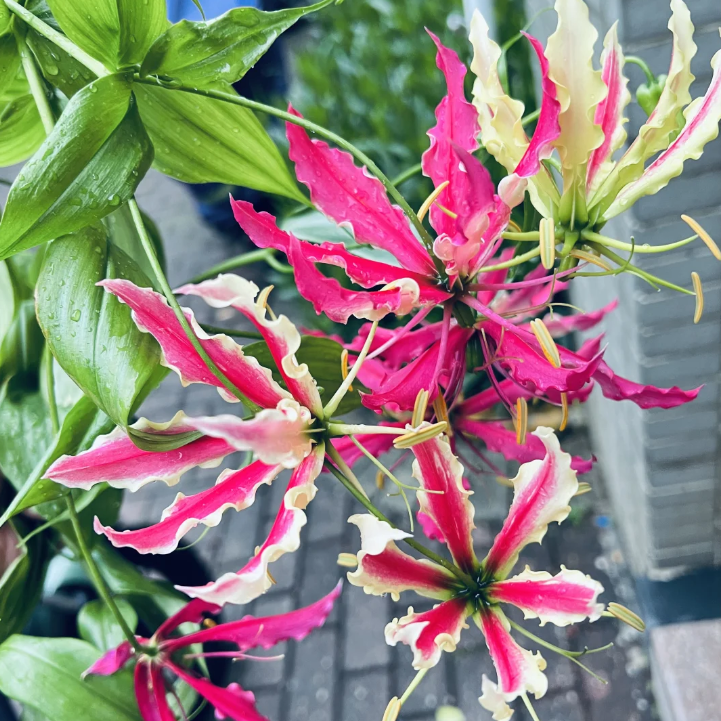 💐Gloriosa Lily—Life Never Dies, Passion Never Dies