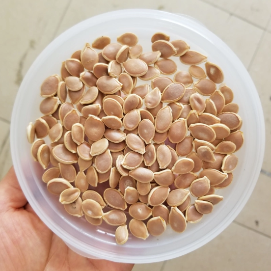 🎃Kabocha Pumpkin Seeds