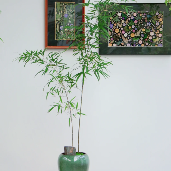 🎋Ornamental Miniature Purple Bamboo——“Lucky Feng Shui Bamboo”