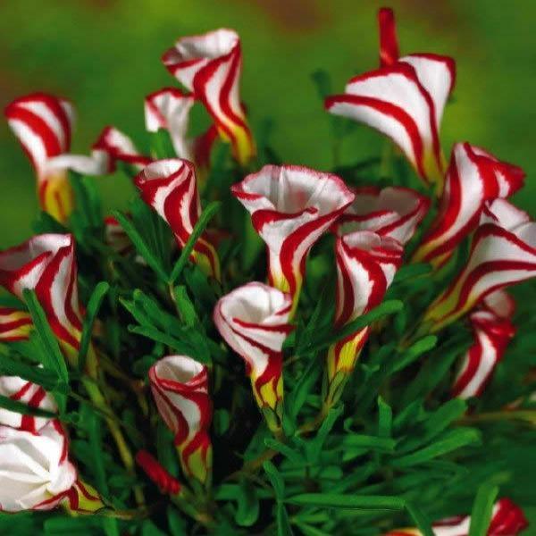50Pcs Candy Cane Sorrel Oxalis Versicolor Seeds Garden Flowers