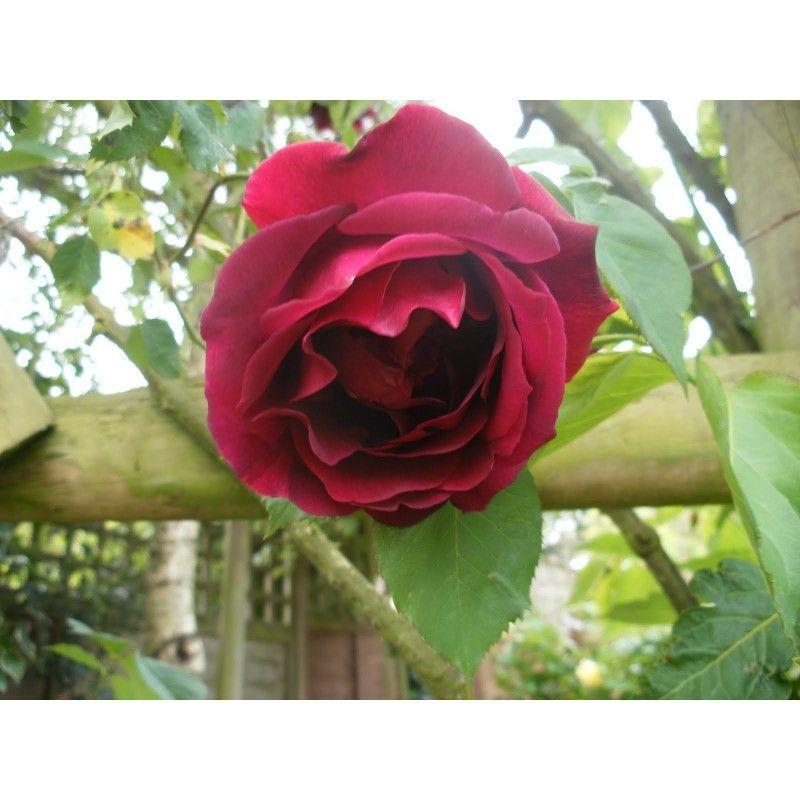 50pcs/Bag Climbing Rose Seeds
