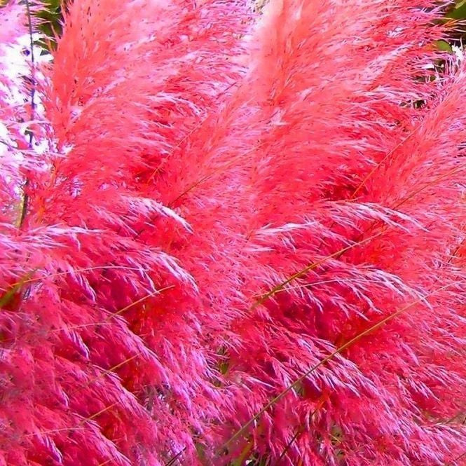 Mixed Pampas Grass Ornamental Seeds