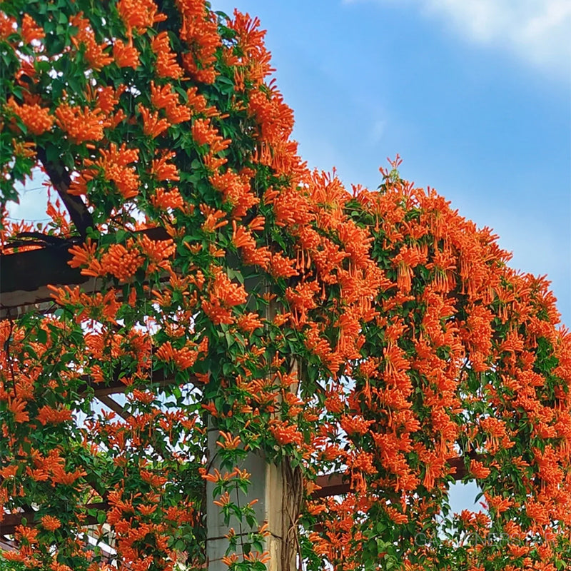 🏵️Pyrostegia Venusta Climing Flower Seeds