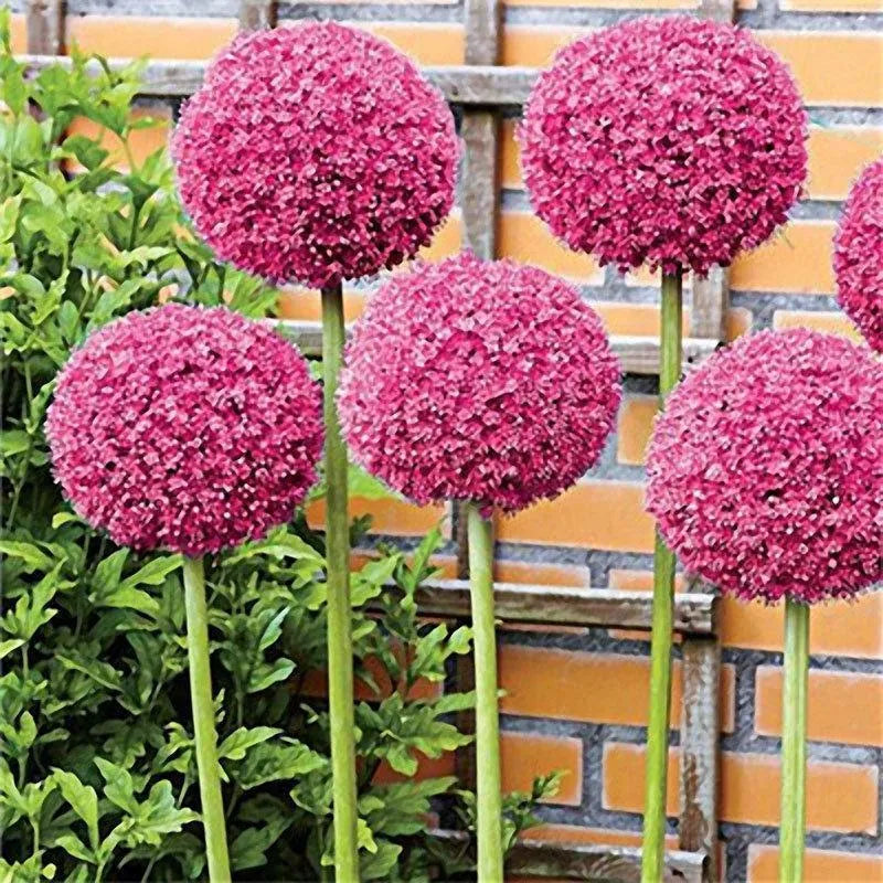 Giant Allium Giganteum Ornamental Onion Flower
