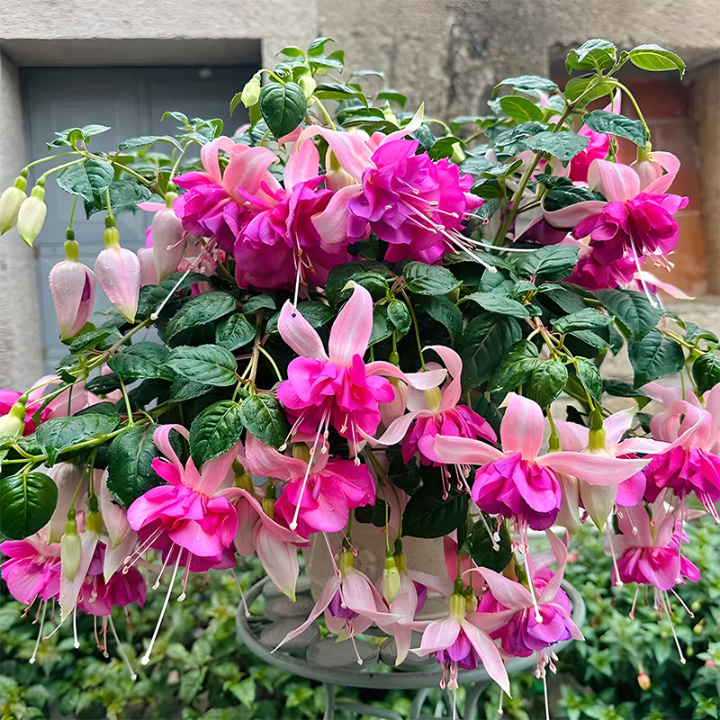 🌺Lantern Flower
