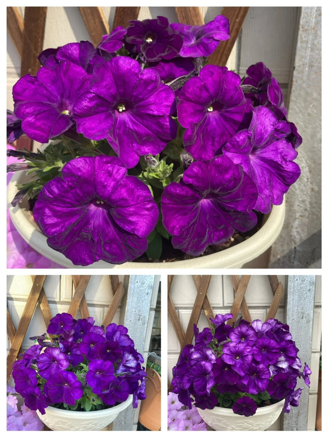 🌸The Latest Petunia Varieties In 2024