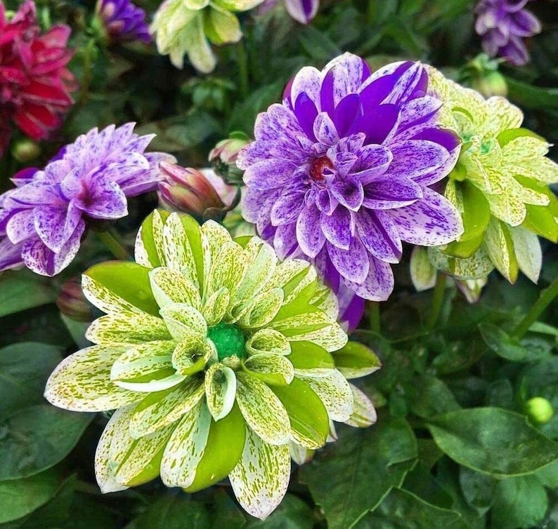 Dahlia Double Mix Rainbow Colour Decorate Your Garden