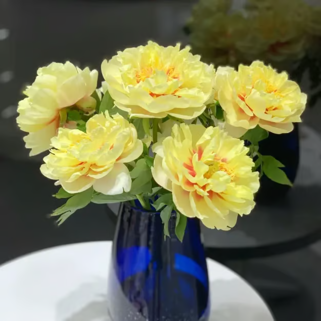 🌺 The Queen of Flowers—Double Petaled Piani