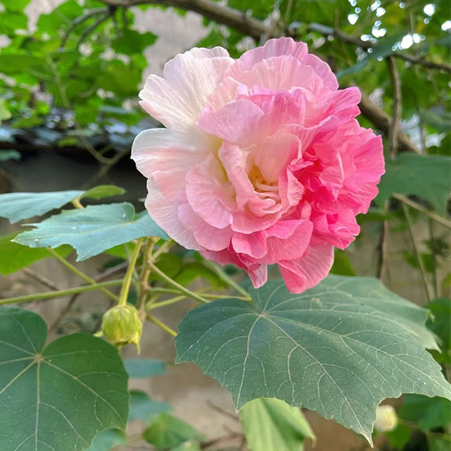 Color-changing Hibiscus Flower Seeds