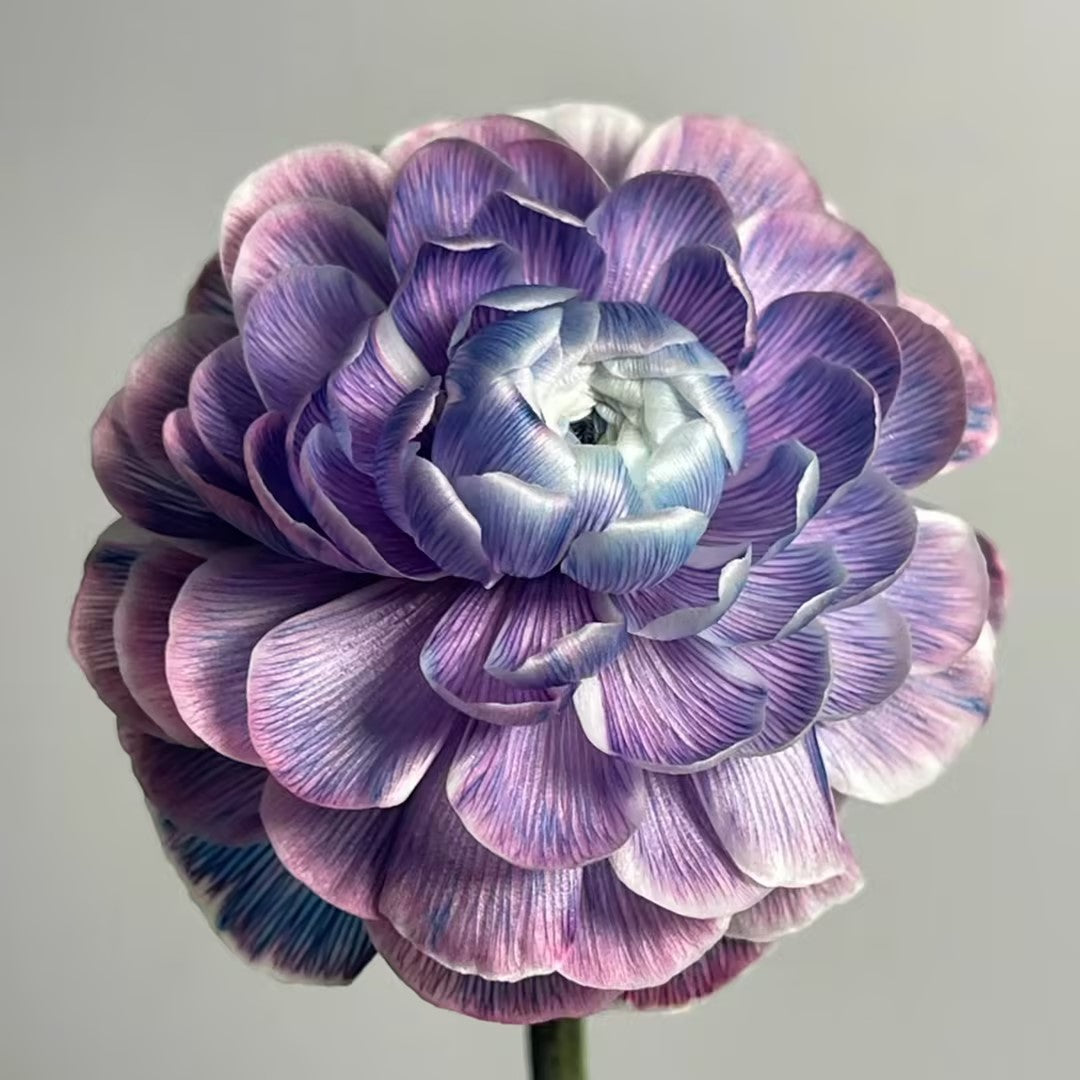 Midnight Blue Scottish Green Peony Seeds