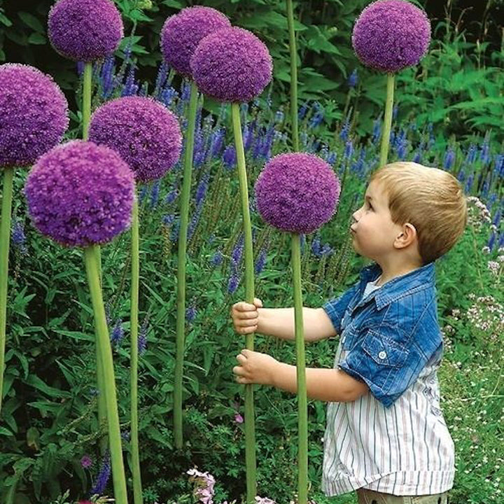 Giant Allium Giganteum Ornamental Onion Flower