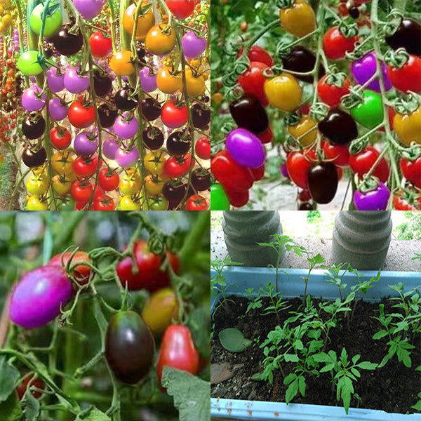 Colorful Cherry Tomatoes Seeds