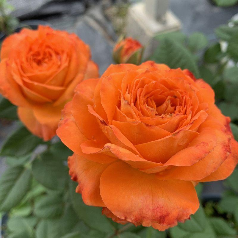 50pcs/Bag Climbing Rose Seeds