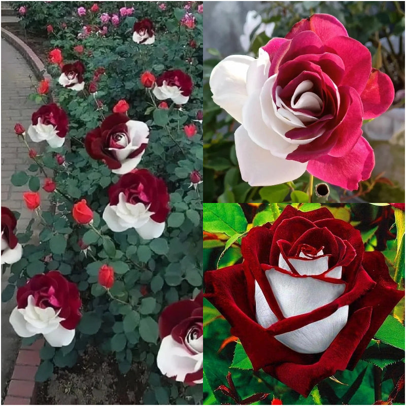 Rare Rose Seeds for Planting