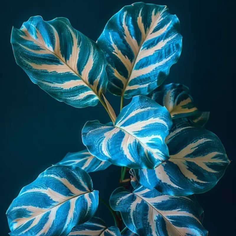 Spectra Leaf Calathea