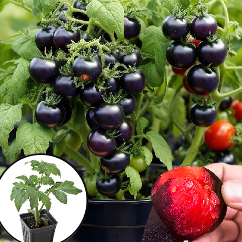 Dwarf Tomatos Seeds