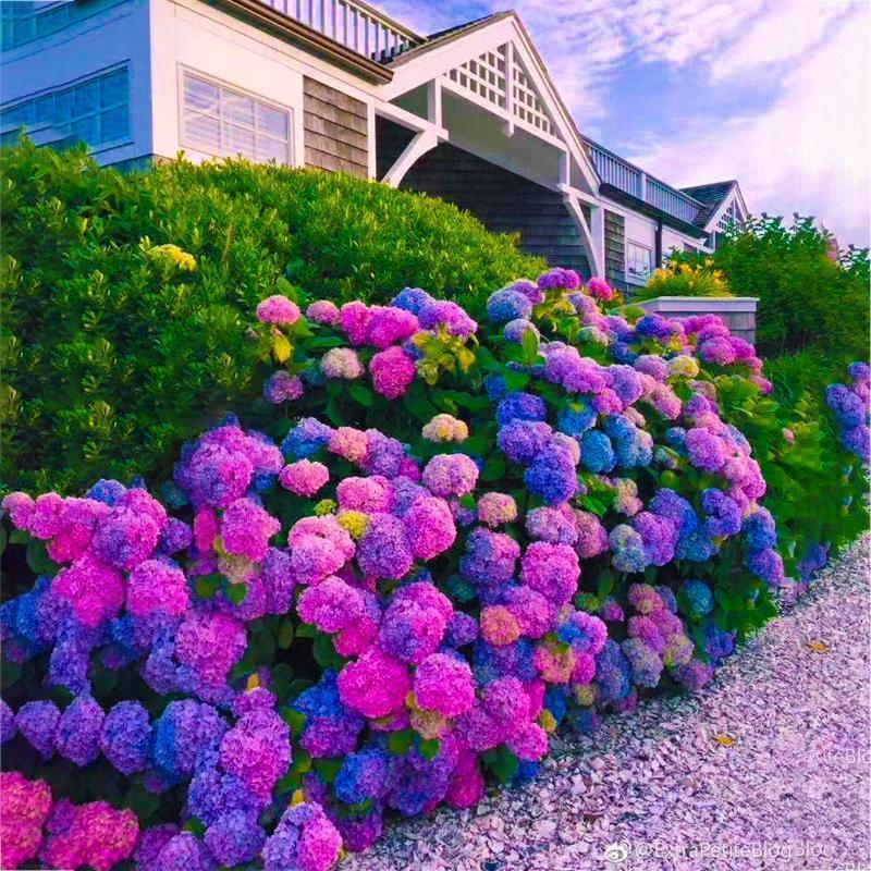 20 pcs/Pack Hydrangea Seed Bonsai Flower Seeds Hydrangea Perennial Garden Home