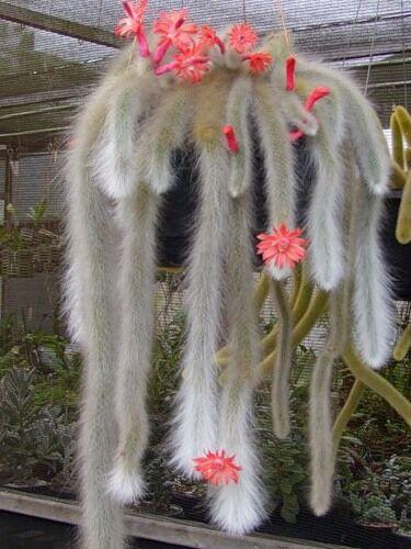 50Pcs Hildewintera Colademononis * Stunning Monkey Tail Cactus
