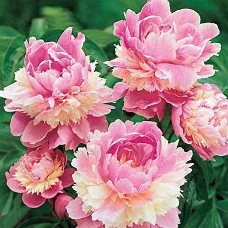 10Pcs Chinese Peony Flower Seeds Perennial Paeonia Suffruticosa Bonsai Plants Home Garden