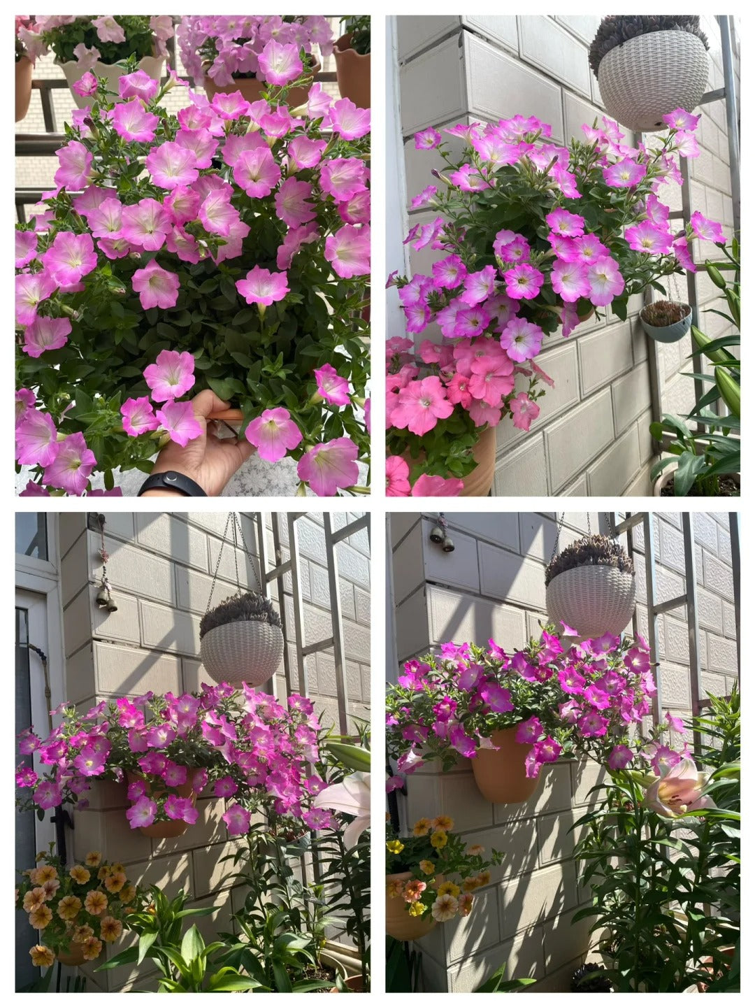 🌸The Latest Petunia Varieties In 2024