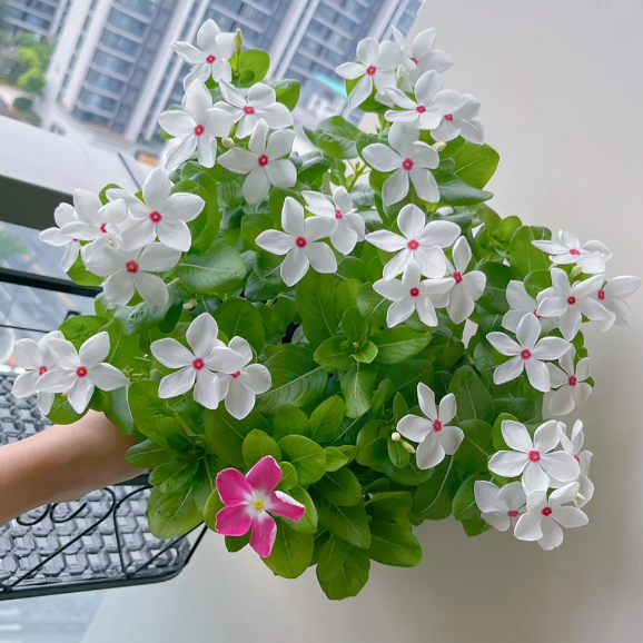 🌸Periwinkle—Blooms All Year Round