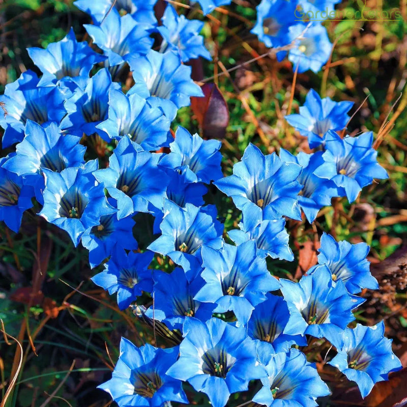💙Plateau Elf Gentiana - Heart Of The Ocean💦
