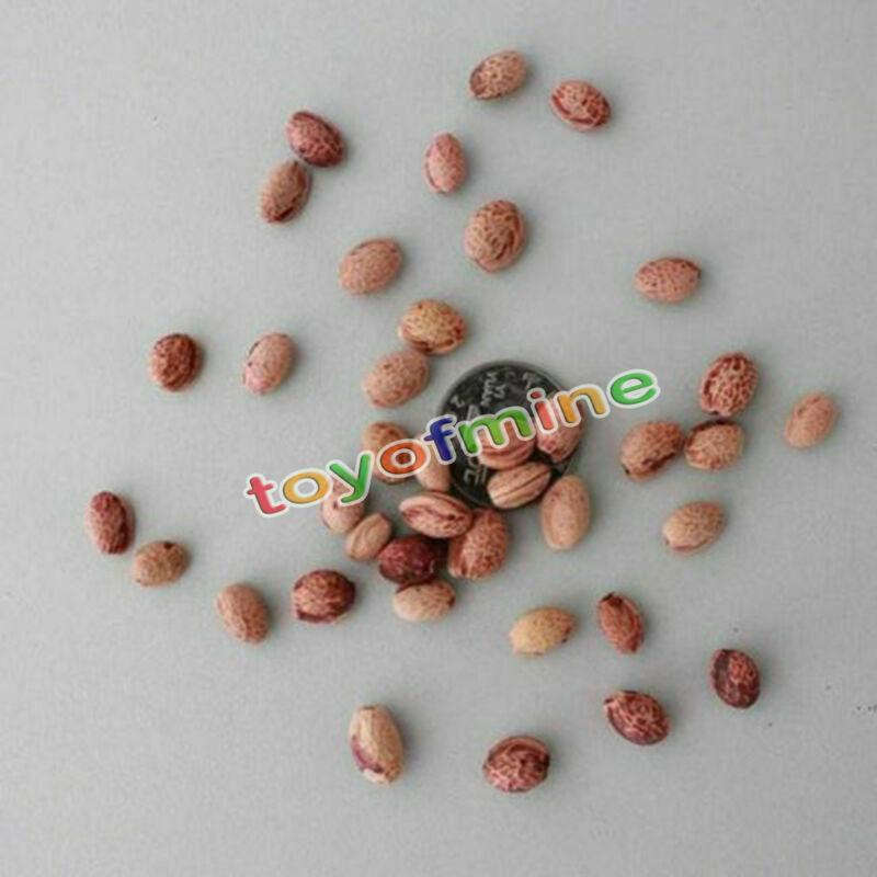 20PCS Cherry Bonsai Bonsai Tree Japanese New Blossoms Sakura seeds Flower Seeds