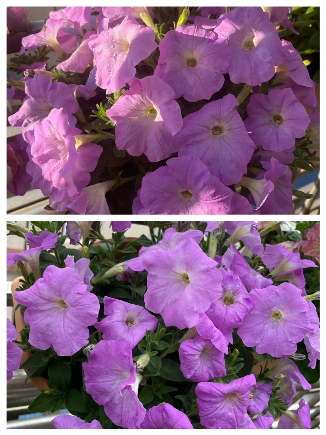 🌸The Latest Petunia Varieties In 2024