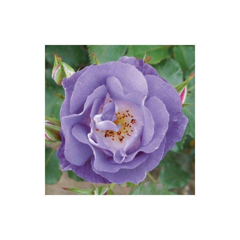 50pcs/Bag Climbing Rose Seeds