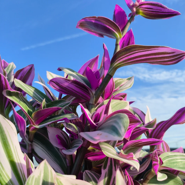 💐Oil Painting Wedding Orchid—Symbol Of Eternity