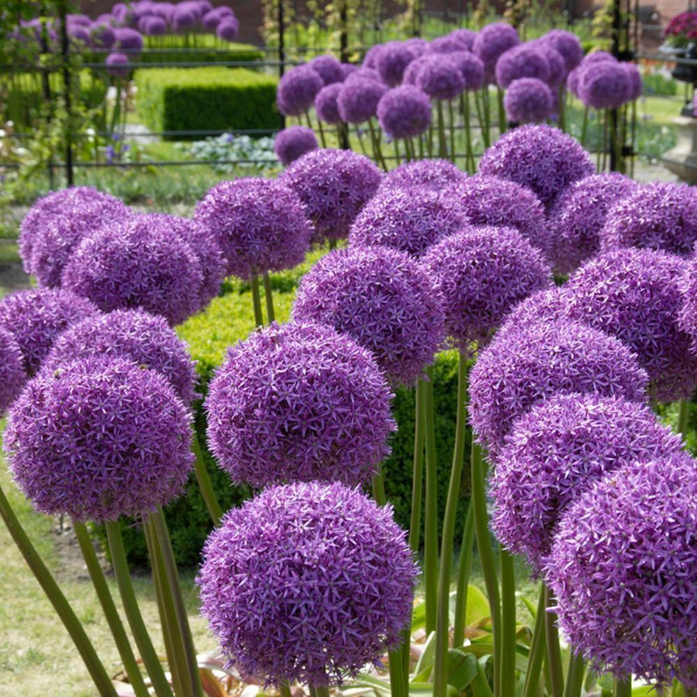 Garden Outdoor Giant Allium Giganteum Beautiful Flower Seeds Bonsai Plant Seeds