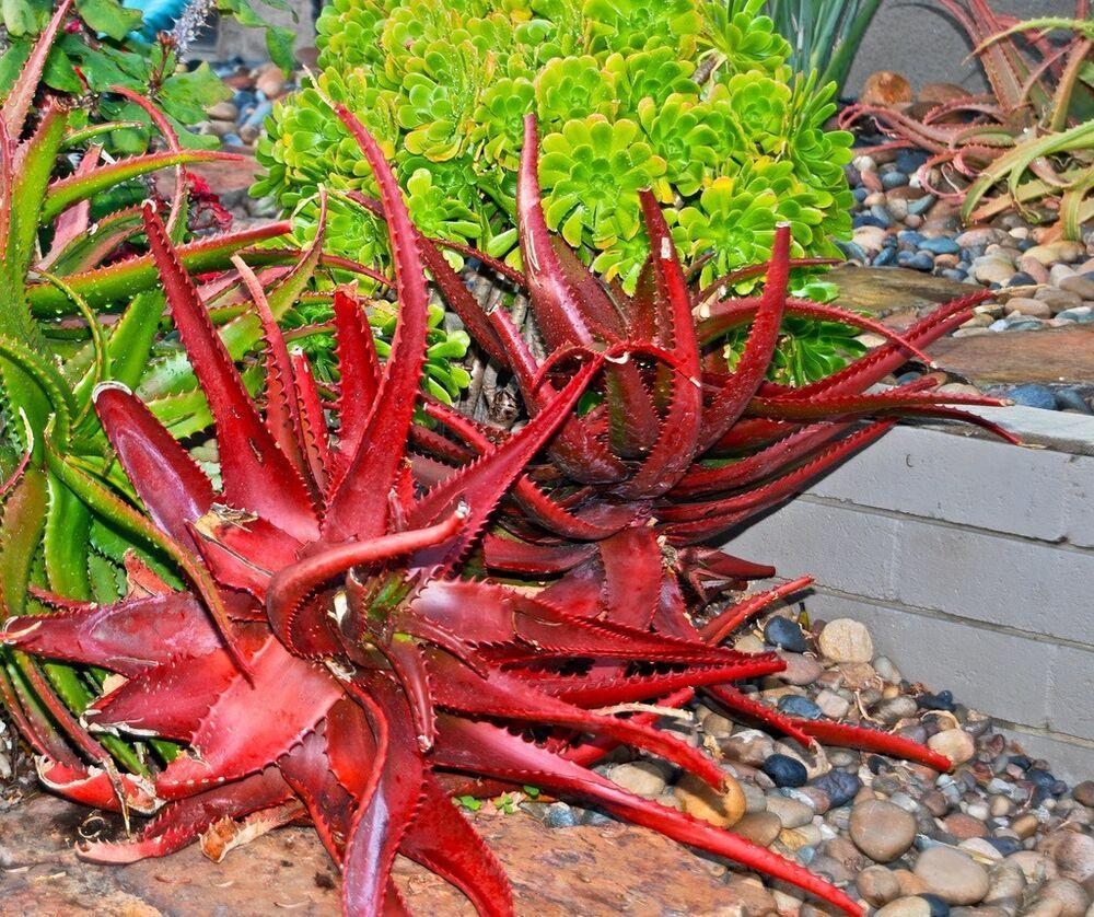 50Pcs ALOE CAMERONII - Red Aloe Vera