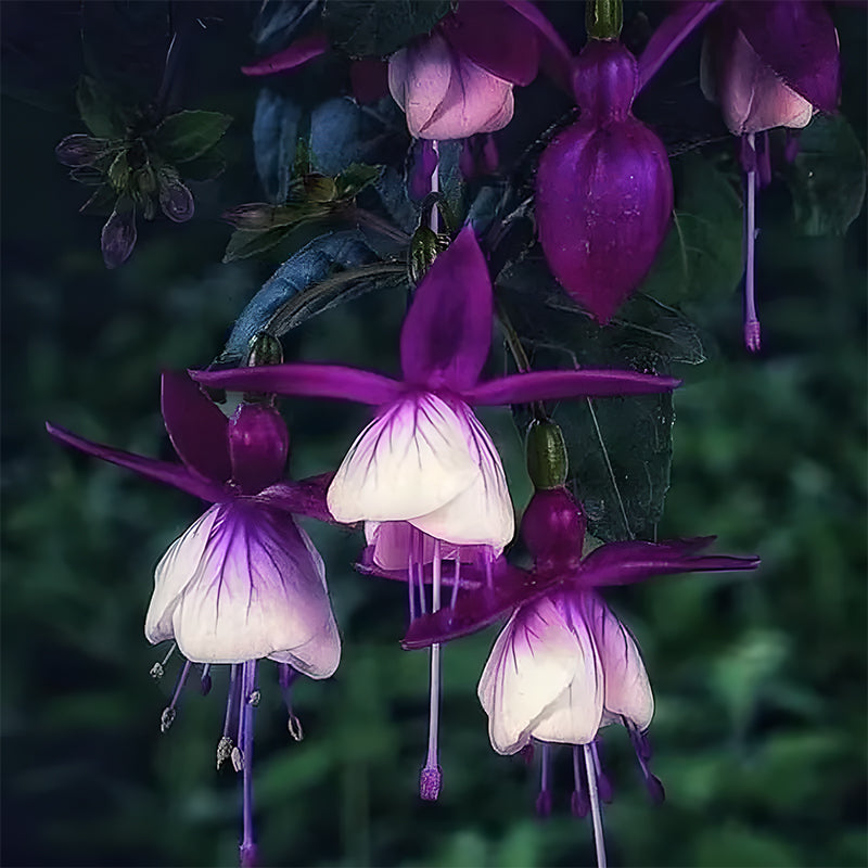🌺Lantern Flower