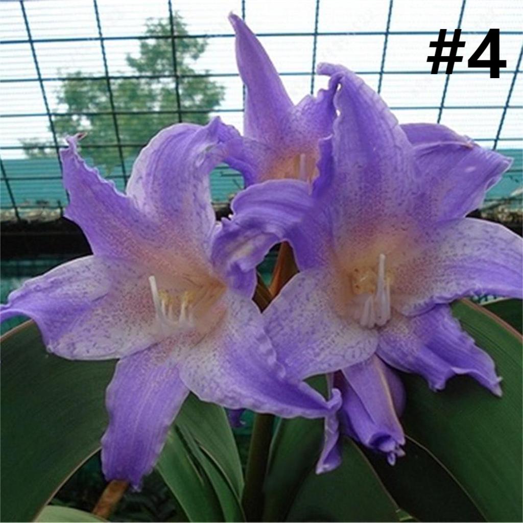 50pcs Hippeastrum Rutilum Seeds Bonsai Home Garden Balcony Plants