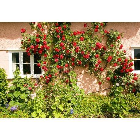 50pcs/Bag Climbing Rose Seeds