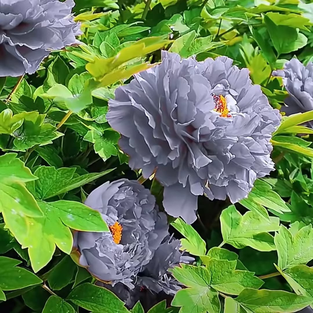 Rare Black Peony Seeds