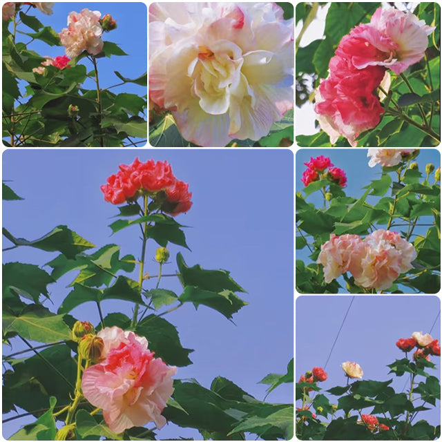 Color-changing Hibiscus Flower Seeds