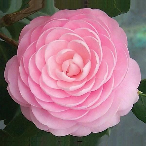 Camellia japonica seeds