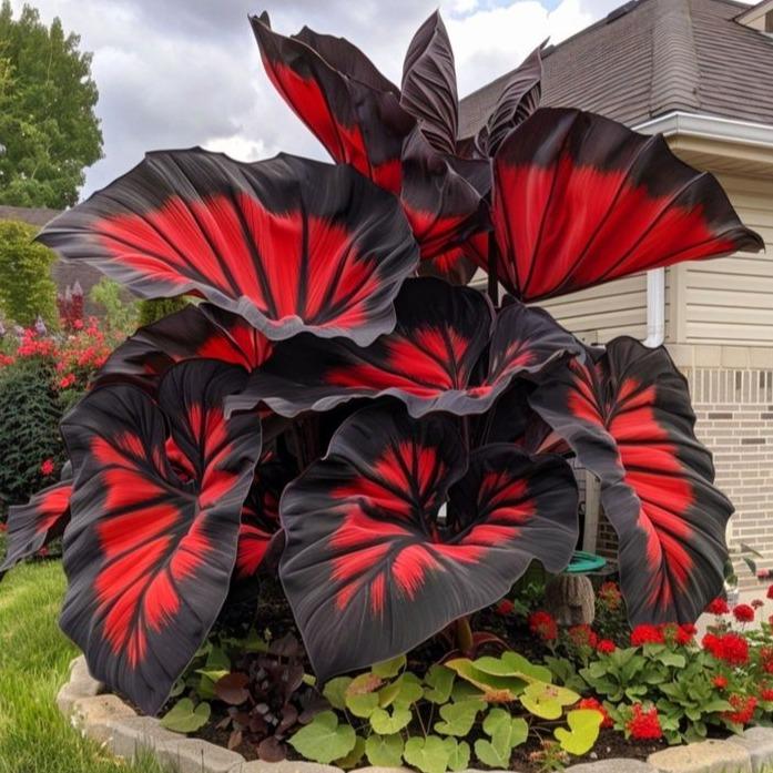 Special Edition 800 Pcs Hosta Seeds – Dense Green Perennials for North-Facing Gardens, Maintenance-Free Borders & Long-Living Landscapes