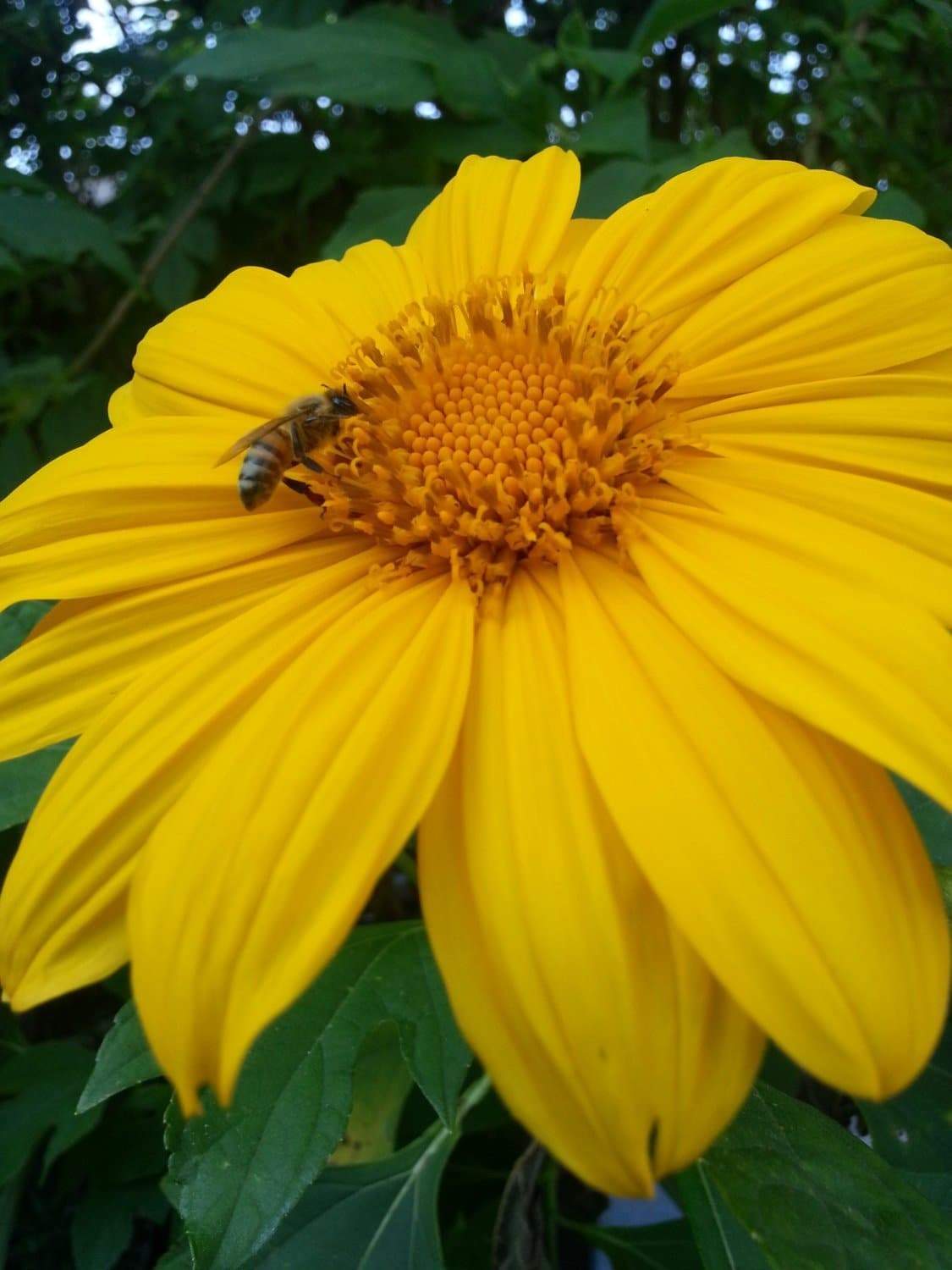 Mexican Sunflower Seeds - Yellow (Tithonia Speciosa Yellow Torch) Seeds.