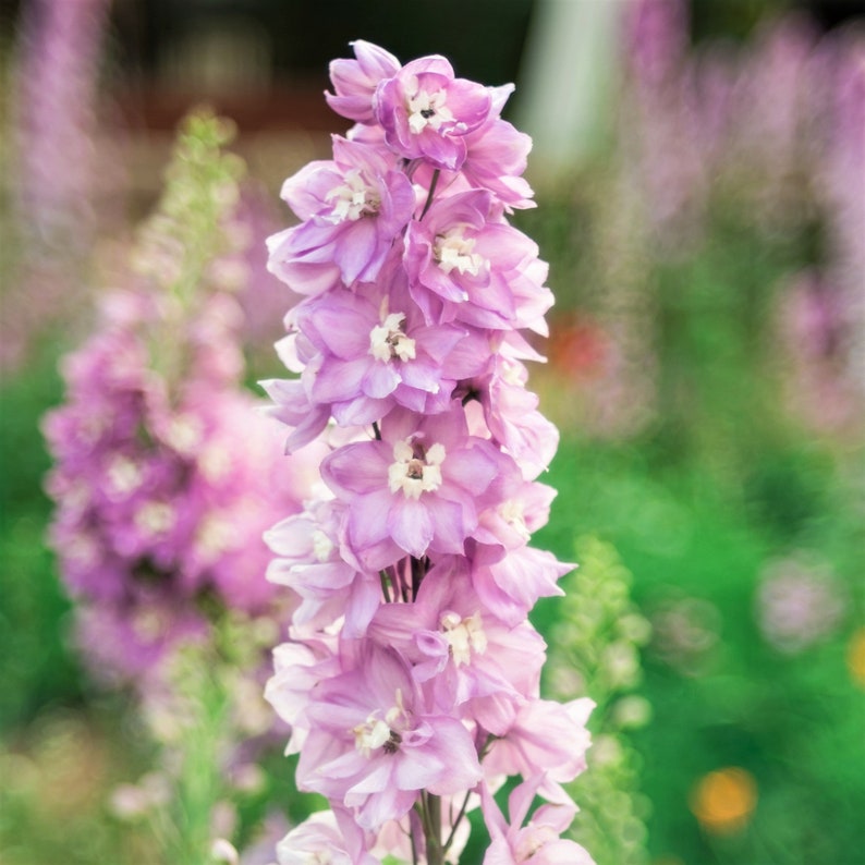 50+ seed Unique, Baby pink blooms Larkspur Seed