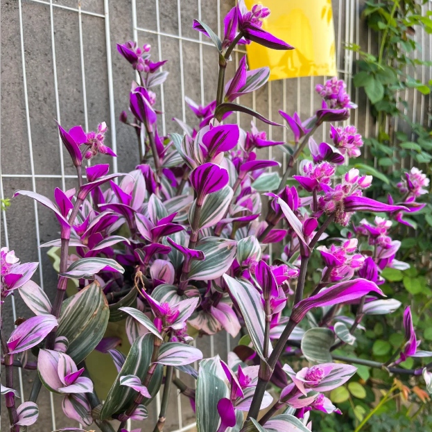 💐Oil Painting Wedding Orchid—Symbol Of Eternity