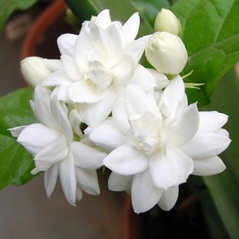 100+Climbing Jasmine Flower Seeds Fragrant Plant for Planting Garden Home Four Seasons Evergreen Silver Jasmine Garden Balcony Climbing Flower Non-GMO