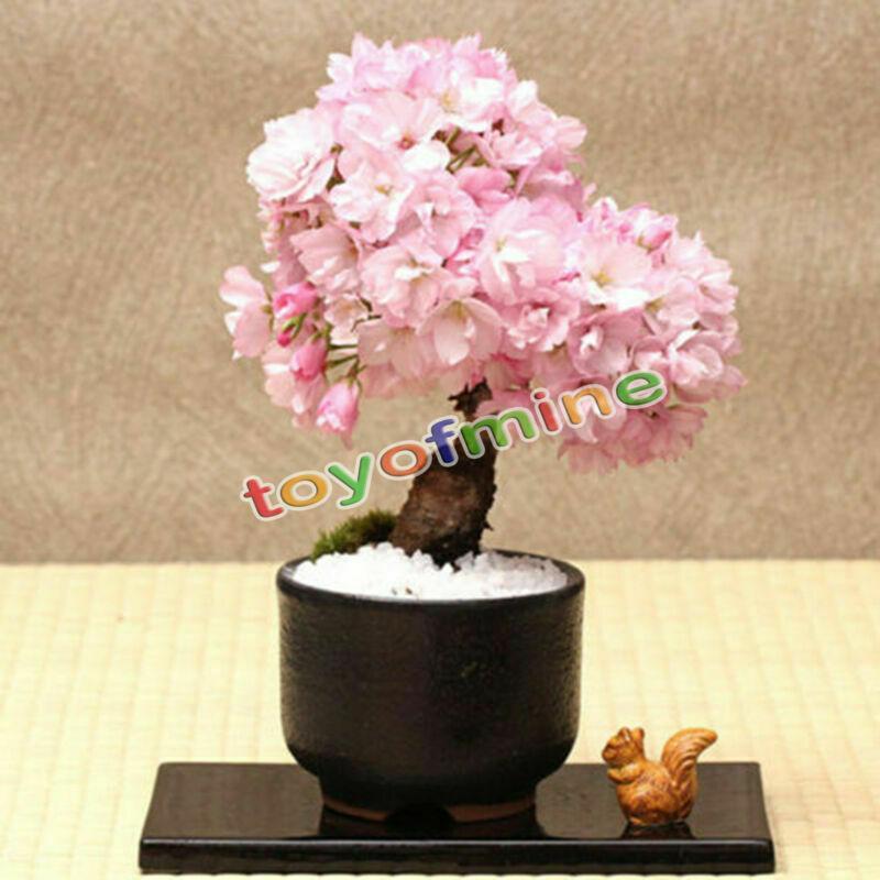 20PCS Cherry Bonsai Bonsai Tree Japanese New Blossoms Sakura seeds Flower Seeds
