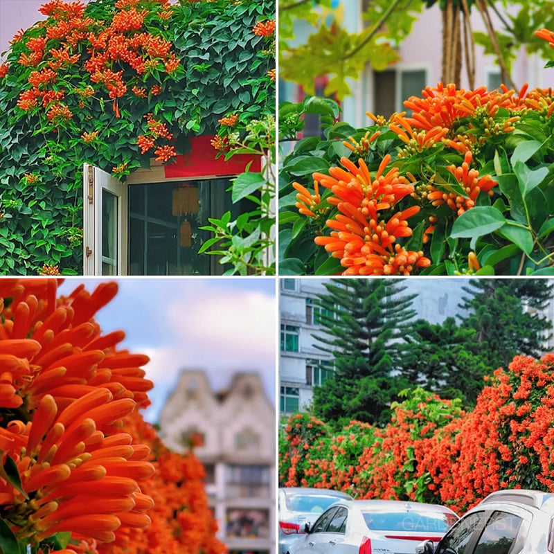 🏵️Pyrostegia Venusta Climing Flower Seeds